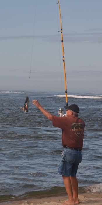 crabber checks his reel